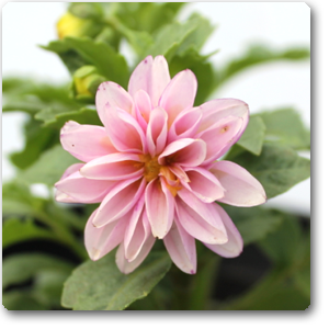 Dahlia (Pink) - Plant ( Buy 1 Get 1 Free )